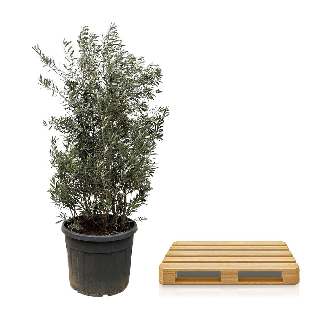 Olea Europaea struik - 250cm- Ø55