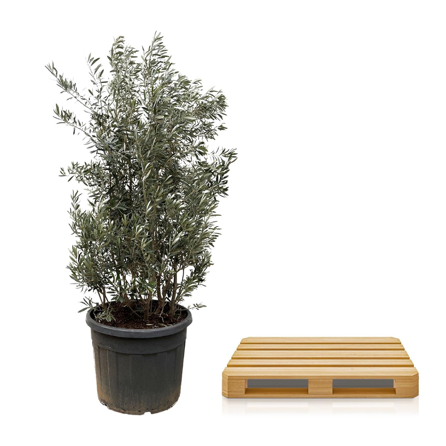 Olea Europaea struik - 250cm- Ø55