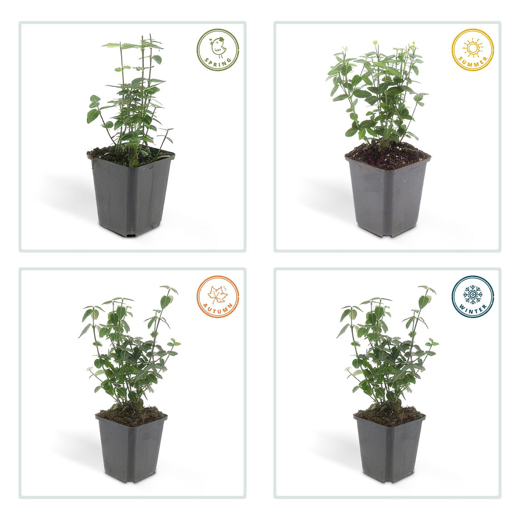 48x Euonymus fortunei radicans - ↕10-25cm - Ø9cm