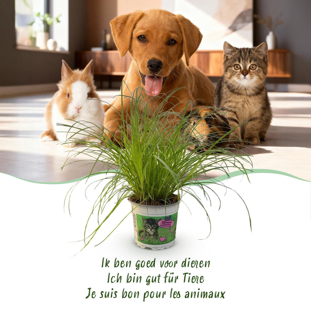 Kamerplant - Cyperus alternifolius Zumula - Kattengras - Huisdiervriendelijke Plant - Groen - 1 Plant - Pot 12cm - Hoogte 20cm