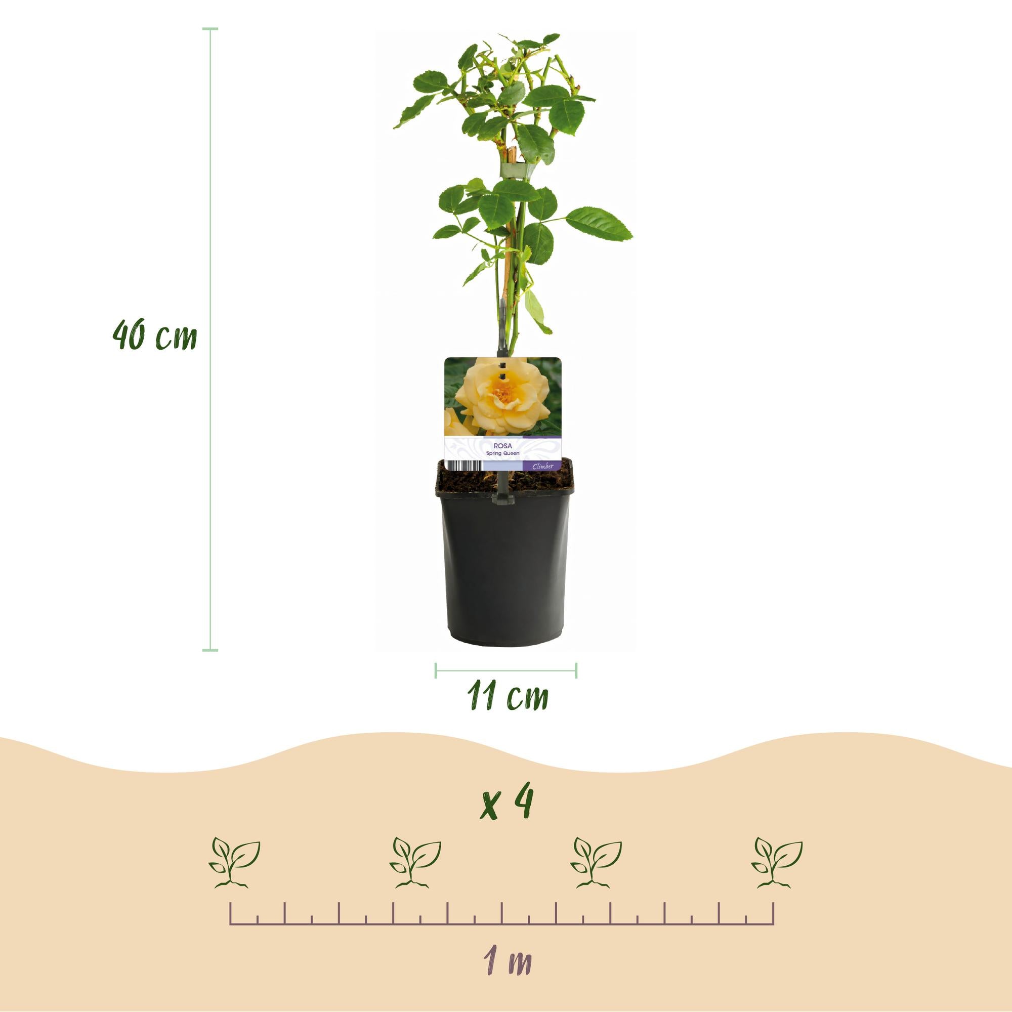 Klimroos - Rosa Spring Queen -Bloem  Geel - Weinig onderhoud - 2 planten - Pot 11cm Hoogte 40cm