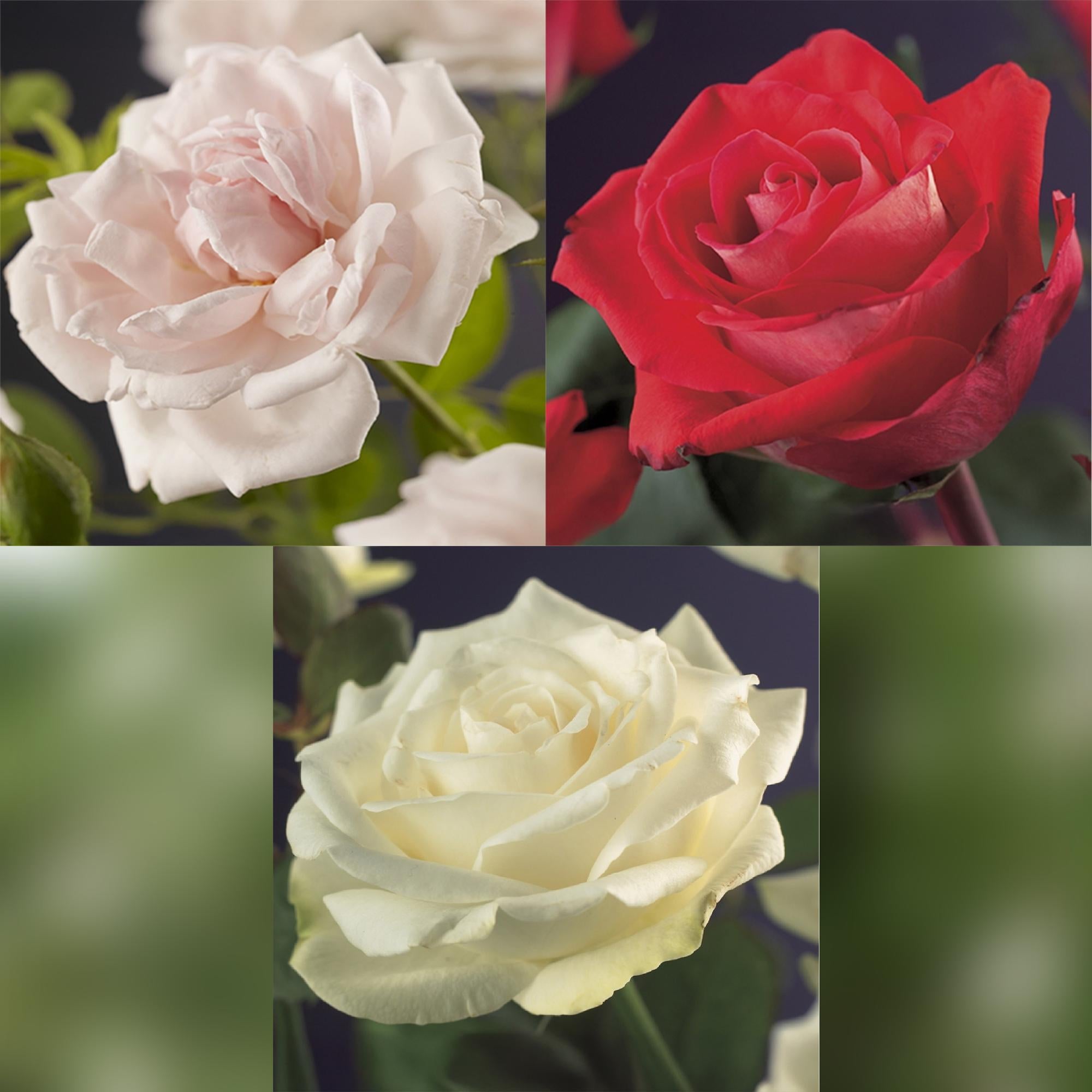 Klimroos - Rosa Tricolour  - Bloemen Roze Wit Rood - Weinig onderhoud - 3 planten - Pot 11cm Hoogte 40cm