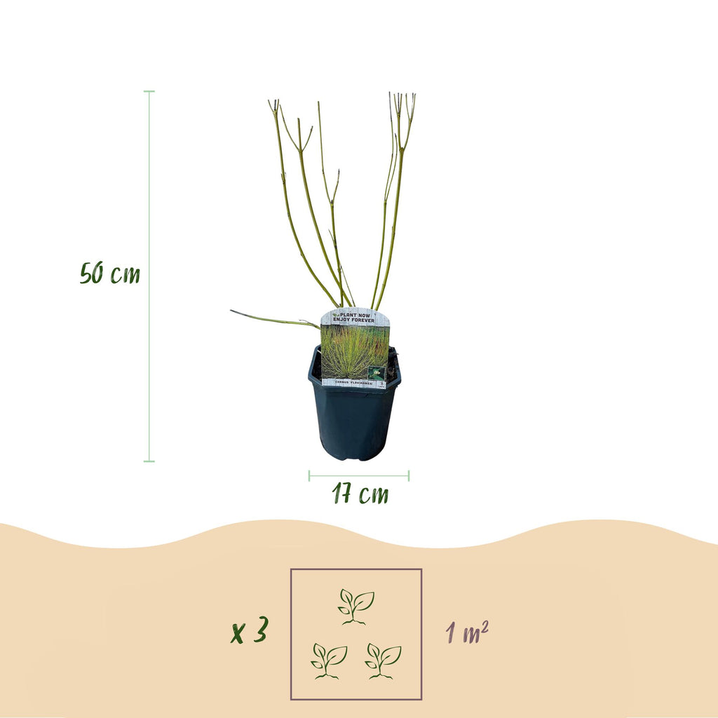 Heesters - Cornus alba Flaviramea - Groene Takken - 1 Plant - Bladverliezend - Weinig Onderhoud - Pot 17cm Hoogte 45cm