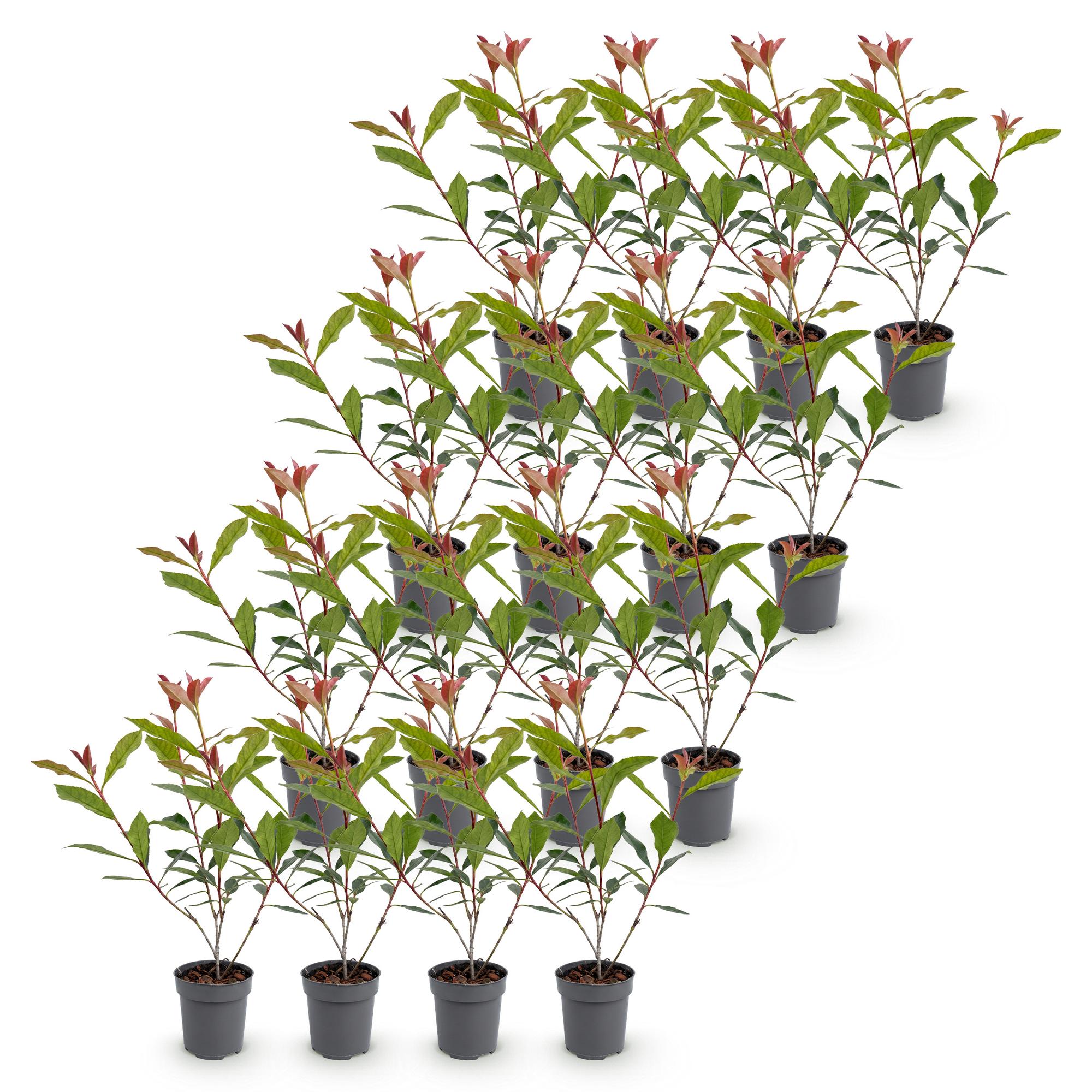 16x Photinia fraseri Carre Rouge - Glansmispel - Haagplanten - Groenblijvend - Rood - Pot 9cm - Hoogte 25-35cm