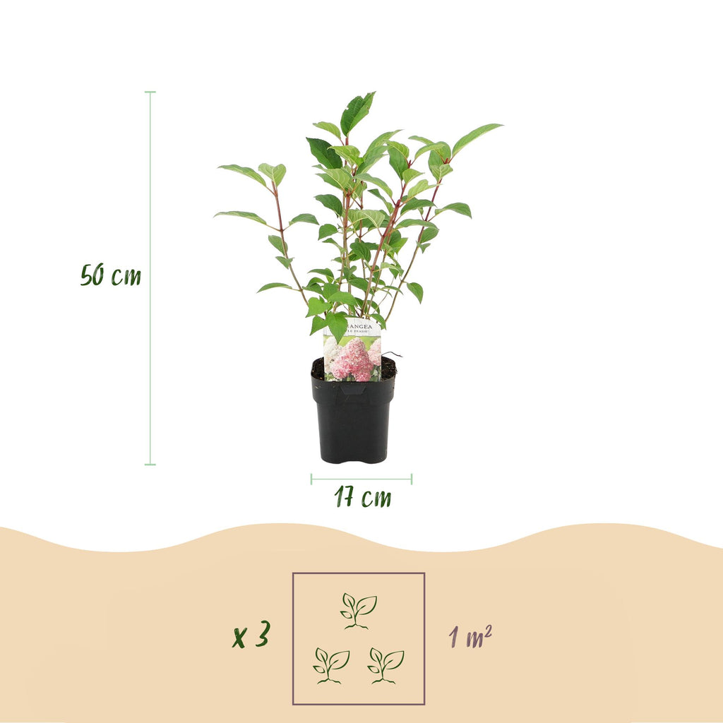 Pluim Hortensia - Hydrangea panniculata Vanille Fraise - Bloem Wit Roze  - 3 Planten 1 m2 - Bladverliezend - Grote Bloemen - Pot 17cm Hoogte 50cm