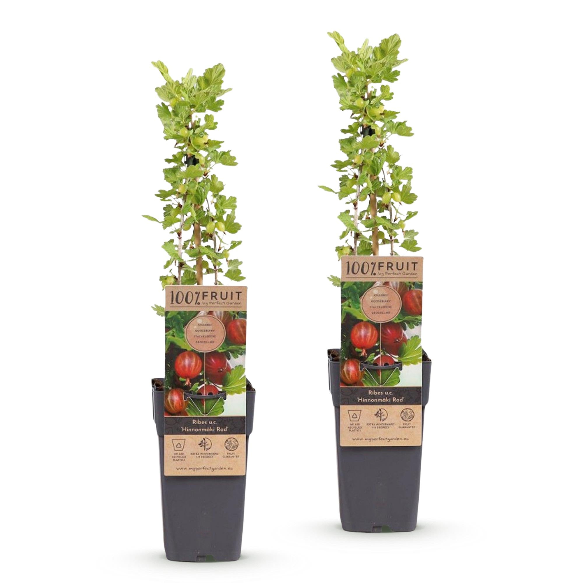 Fruitplant - Ribes uva-crispa Hinnonmäki Röd - Kruisbes - Winterhard - Rode Bes - 2 Planten - Pot 15cm - Hoogte 50cm