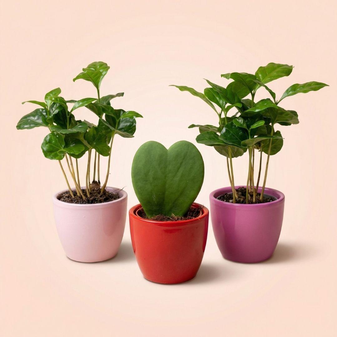 Plant set van 3 met mini pot - Love - Coffea Arabica - roze/rood - Ø 6 cm