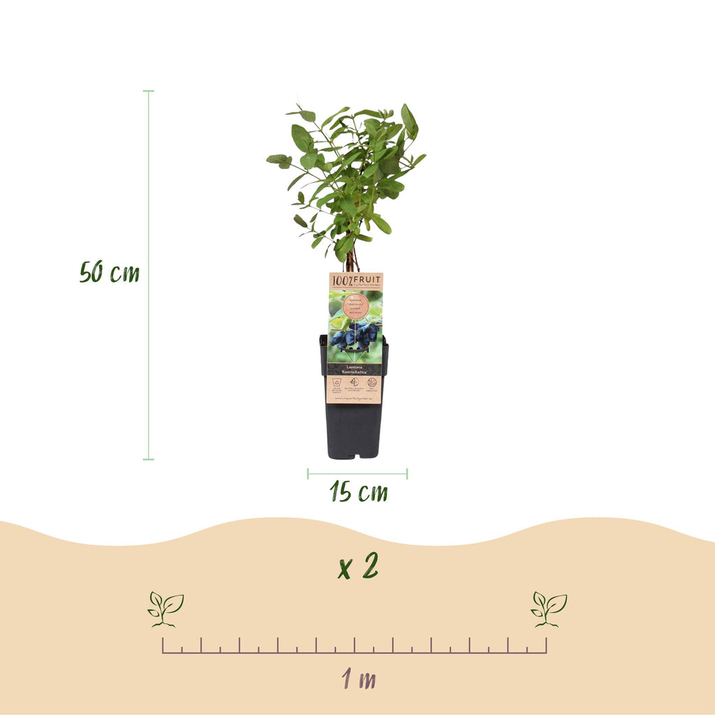 Fruitplant - Lonicera caerulea Kamchatika - Honingbes - Winterhard - Blauw Vrucht - 2 Planten - Pot 15cm - Hoogte 50cm