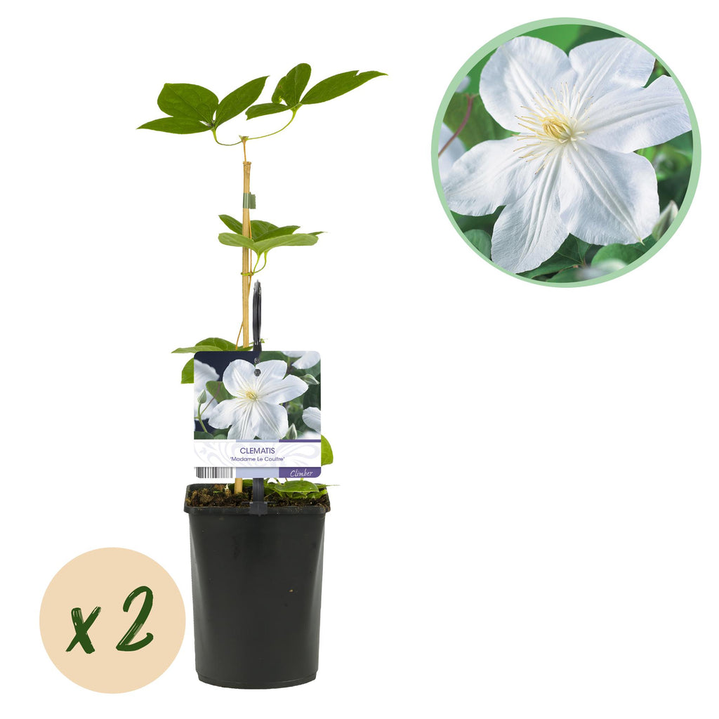 Klimplant - Clematis Madame Le Coultre - bloem wit - Weinig onderhoud -2 planten -  Pot 11cm Hoogte 40cm