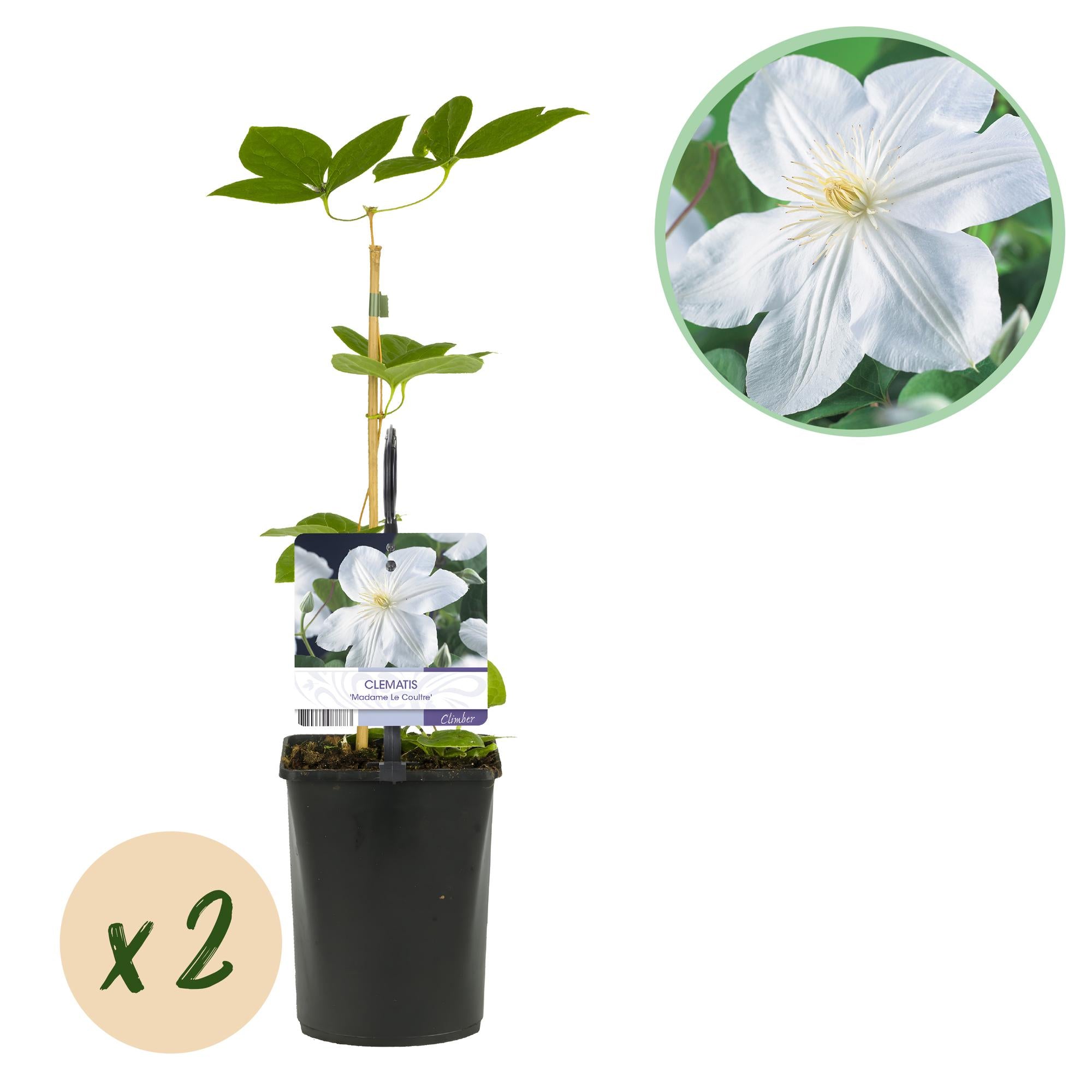 Klimplant - Clematis Madame Le Coultre - bloem wit - Weinig onderhoud -2 planten -  Pot 11cm Hoogte 40cm