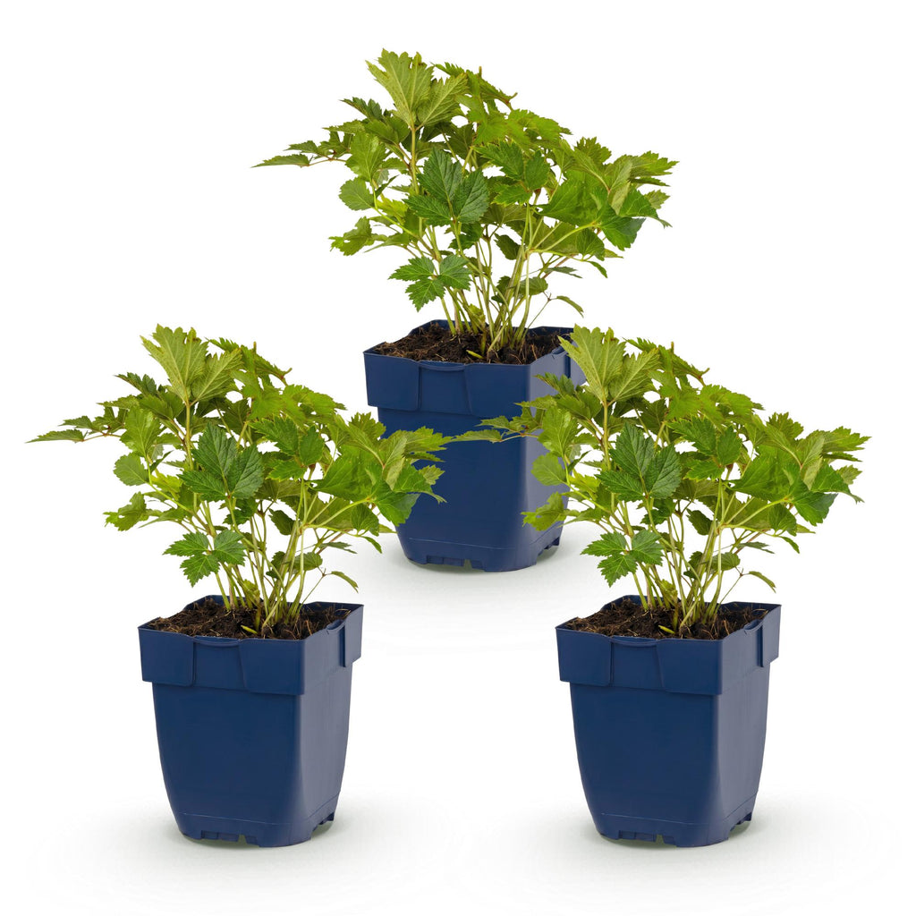 Vasteplant - Astilbe chin. Pumila - Pluimspirea - Schaduw - Paars - 3 Planten - Pot 11cm - Hoogte 15-25cm