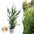 16x Cupressocyparis leylandii 2011 - Leylandii - Haagplanten - Groenblijvend - Groen - Pot 9cm - Hoogte 30-40cm