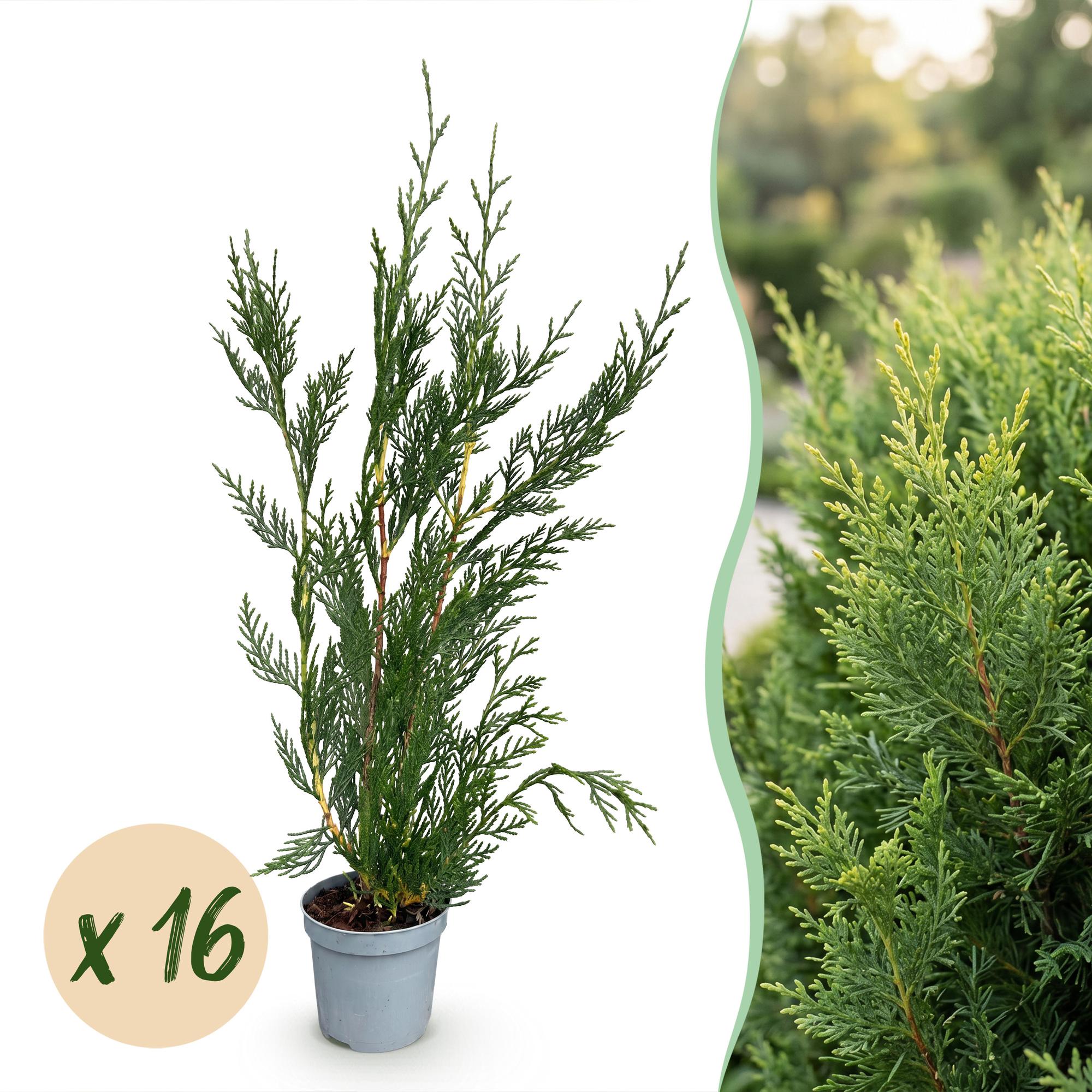 16x Cupressocyparis leylandii 2011 - Leylandii - Haagplanten - Groenblijvend - Groen - Pot 9cm - Hoogte 30-40cm