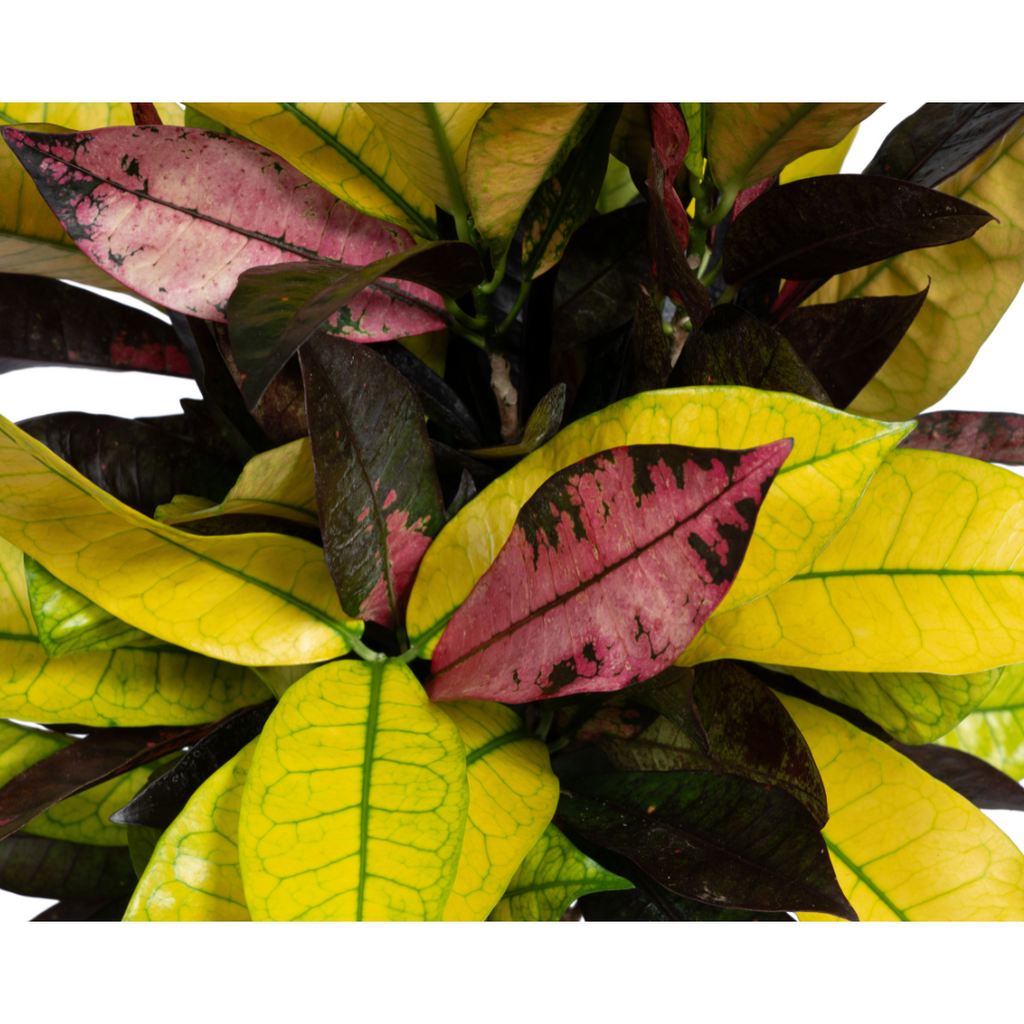 Codiaeum 'Croton' Iceton Ø17cm - ↕40 - 60cm
