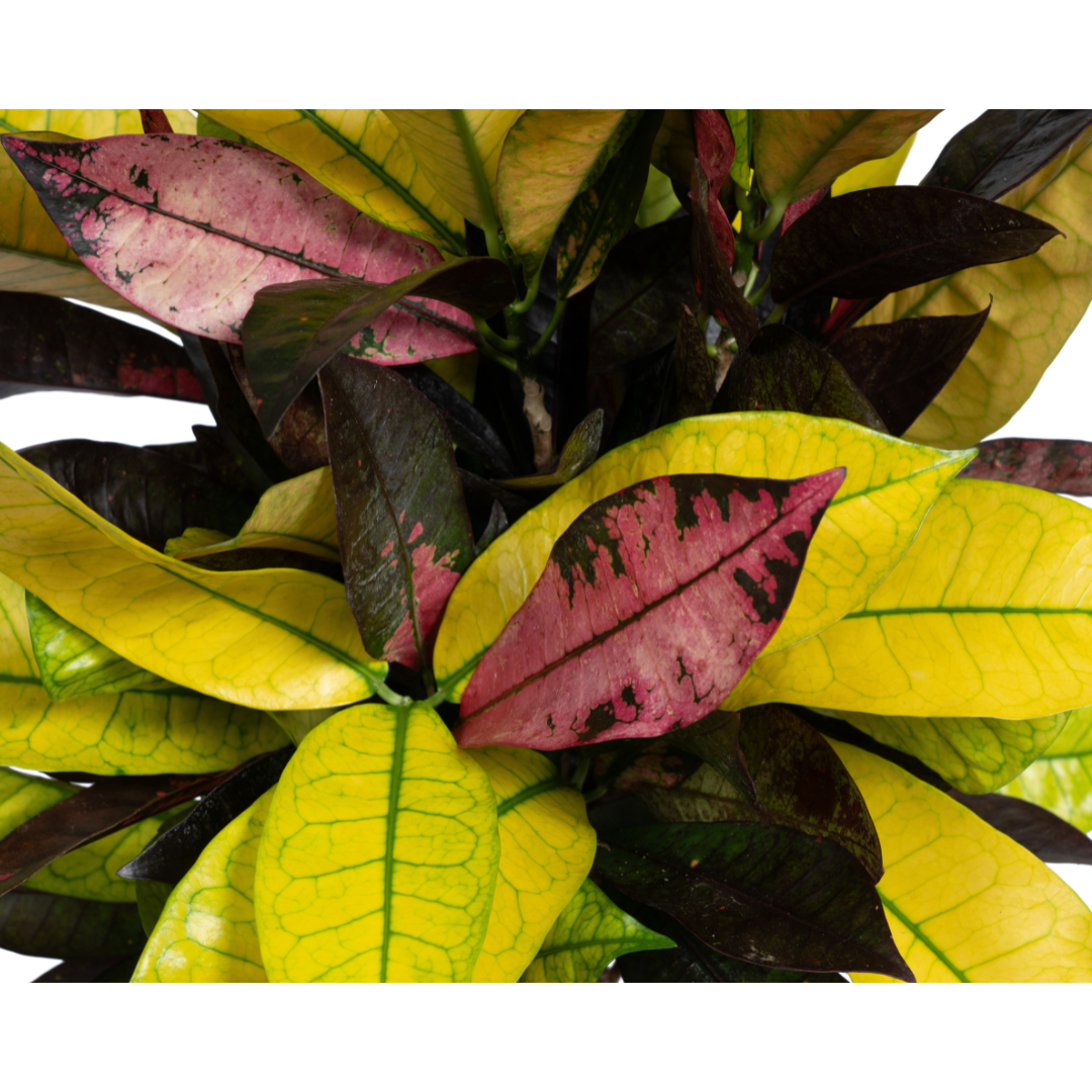Codiaeum 'Croton' Iceton Ø17cm - ↕40 - 60cm
