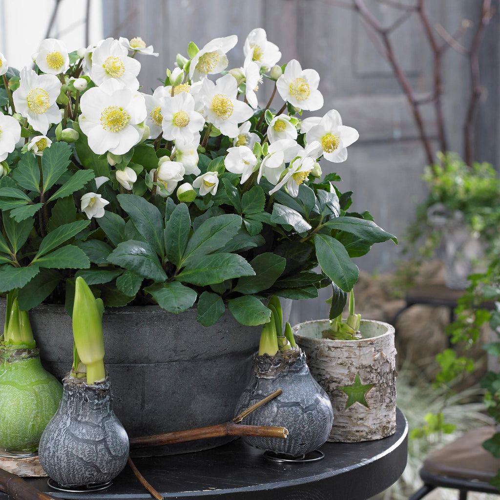 Tuinplant - Kerstroos - Helleborus Christmas Carol  - Witte Bloem -1 Plant - Groenblijvend - Pot 17cm Hoogte 35cm