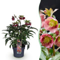 Tuinplant - Lenten Rose - Helleborus Dacaya - Roze Bloem - Groenblijvend - Pot 19cm Hoogte 50cm