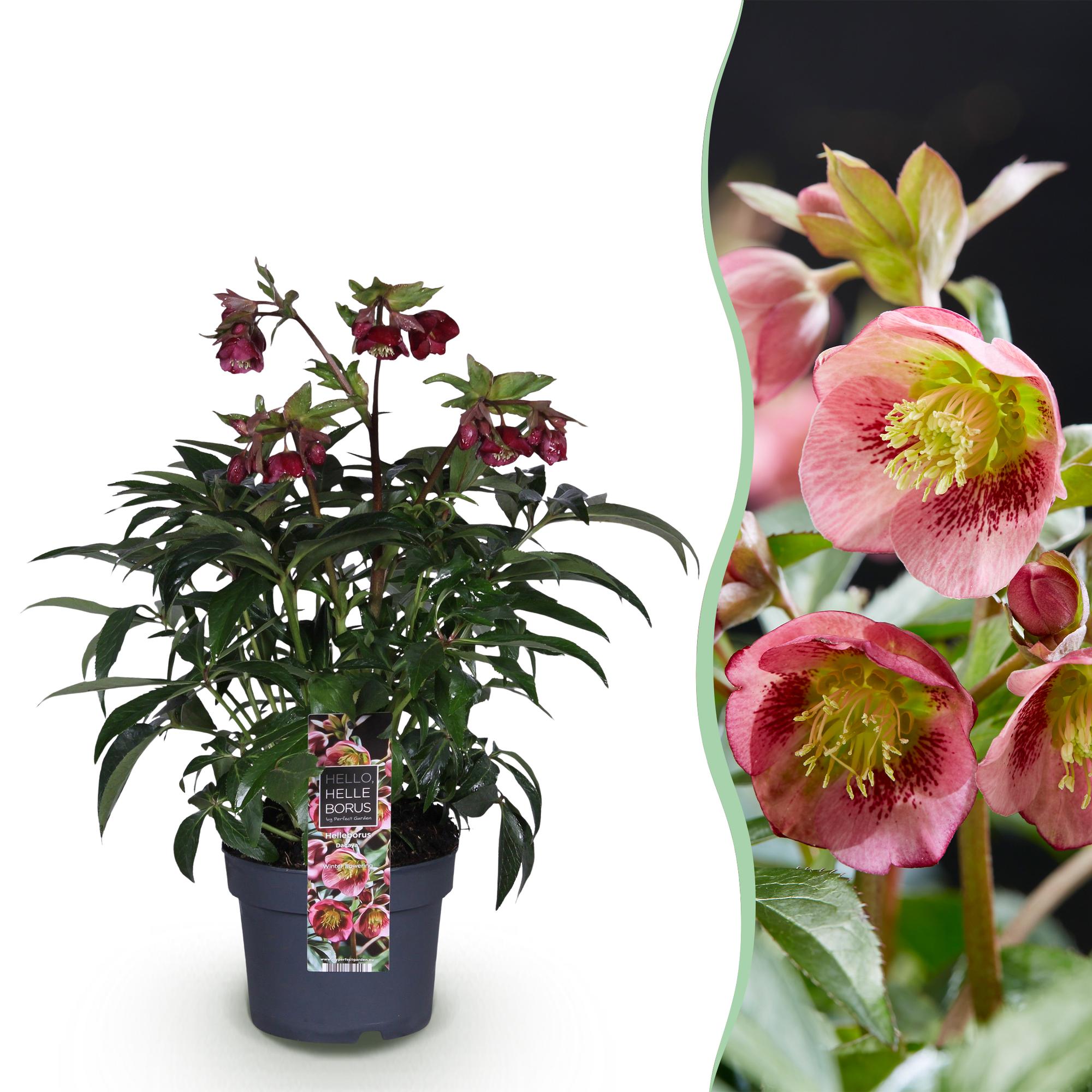 Tuinplant - Lenten Rose - Helleborus Dacaya - Roze Bloem - Groenblijvend - Pot 19cm Hoogte 50cm