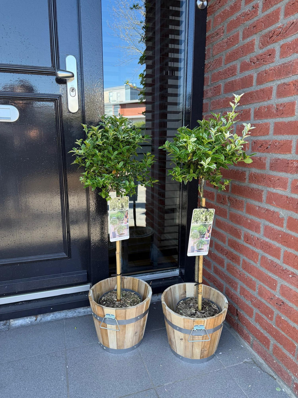 Plant op Stam - Euonymus fortunei Harlequin - Terras Plant - Bladhoudend - Winterhard - Groen-Wit Blad - Pot 19cm Hoogte 90cm