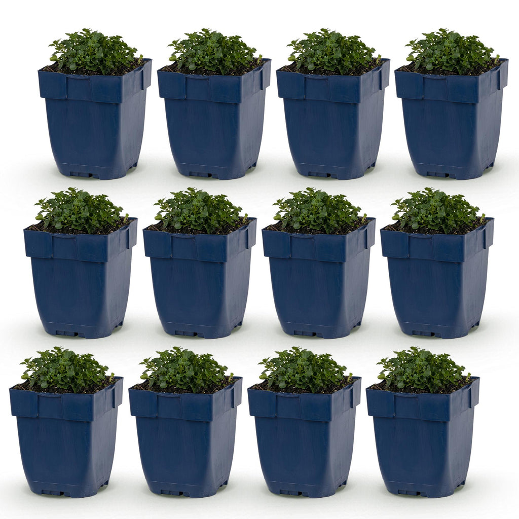 Vasteplant - Campanula portenschlagiana - Perzikbladklokje - Bodembedekkend - Roze - 12 Planten - Pot 11cm - Hoogte 15-25cm