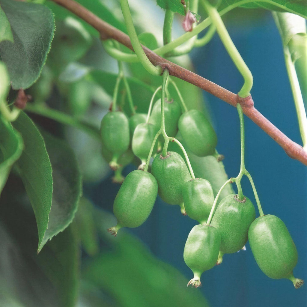 Fruitplant - Acitinidia arguta Issai - Kiwiplant - Zelfbestuivend - Groene Vrucht - 2 Planten - Pot 15cm - Hoogte 50cm