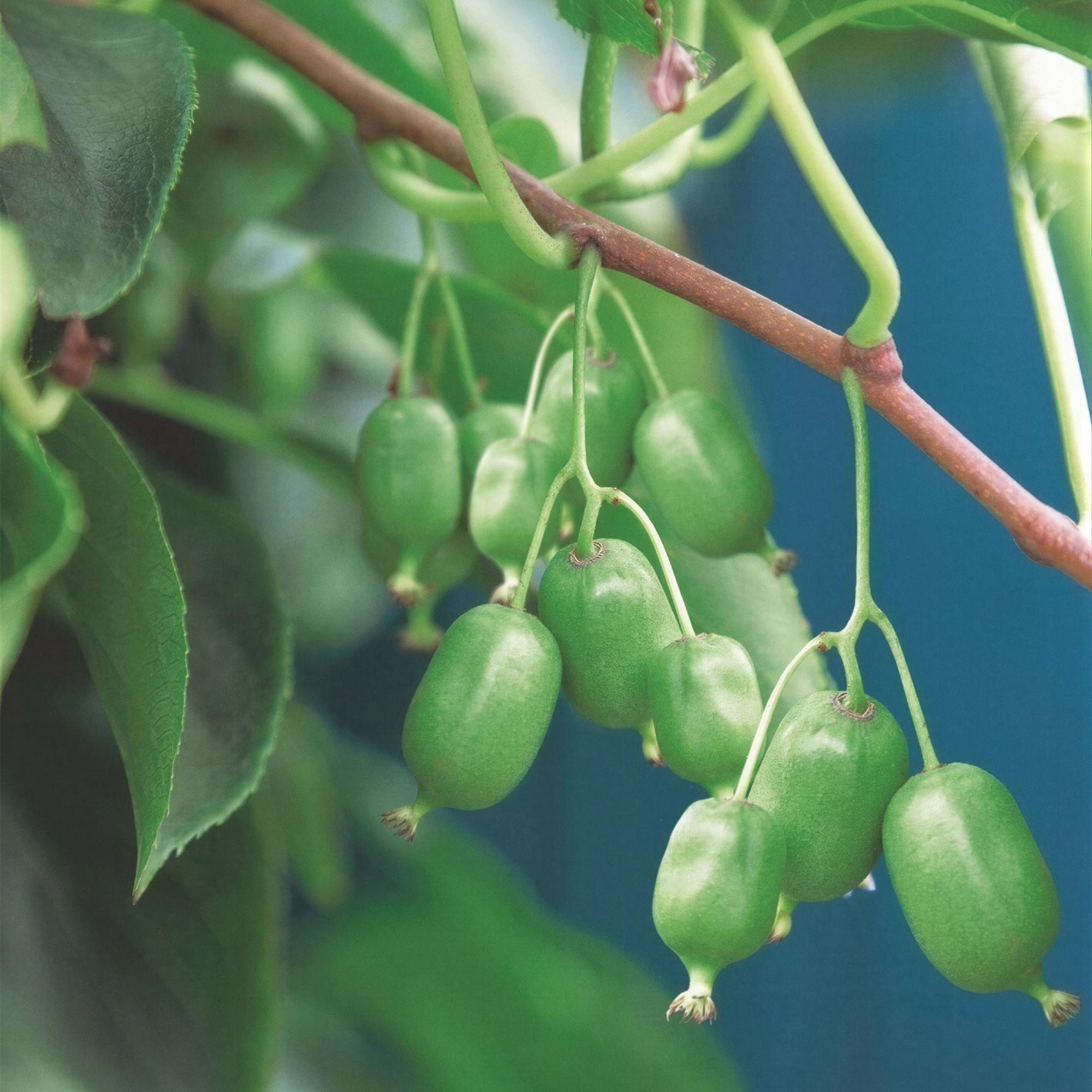 Fruitplant - Acitinidia arguta Issai - Kiwiplant - Zelfbestuivend - Groene Vrucht - 2 Planten - Pot 15cm - Hoogte 50cm