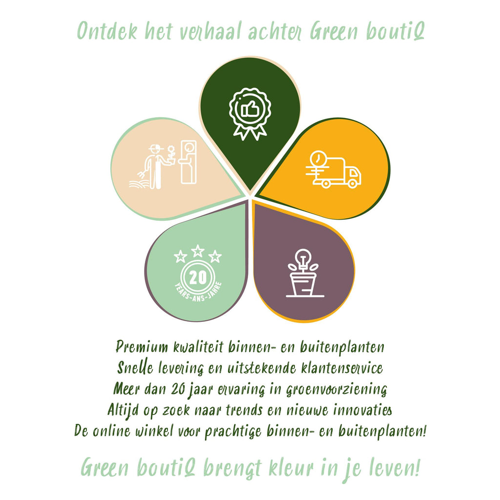 Terrasplant - Hortensia - Hydrangea Magical Jewel Blue - Blauw - 6-10 Bloemen - 2 Planten - Pot 23cm Hoogte 55cm