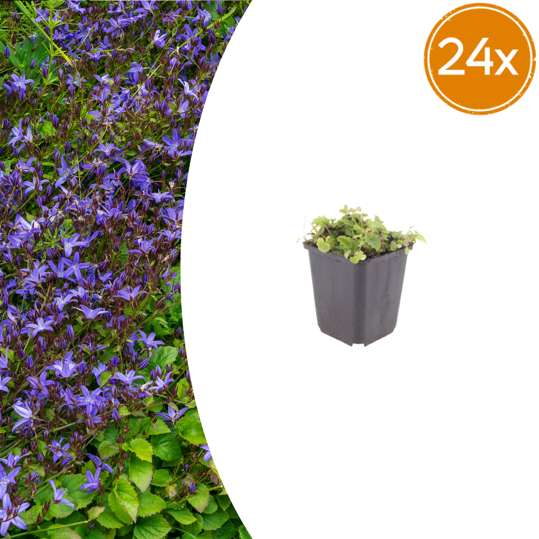24x Campanula poscharskyana - ↕10-25cm - Ø9cm