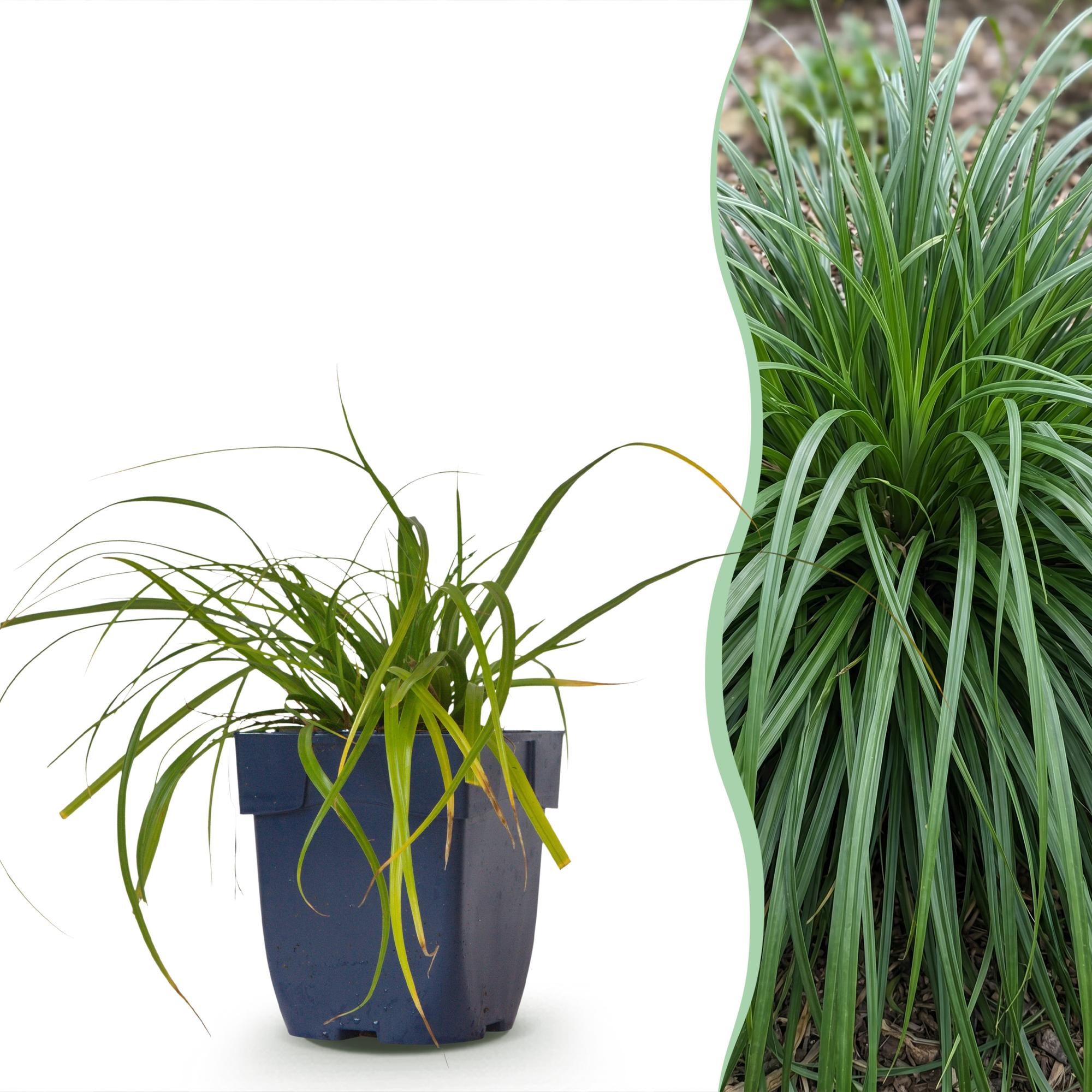 Grassen - Carex oshimensis Evergreen - Japanse Zegge - Groenblijvend - Groen - 1 Plant - Pot 11cm - Hoogte 15-25cm