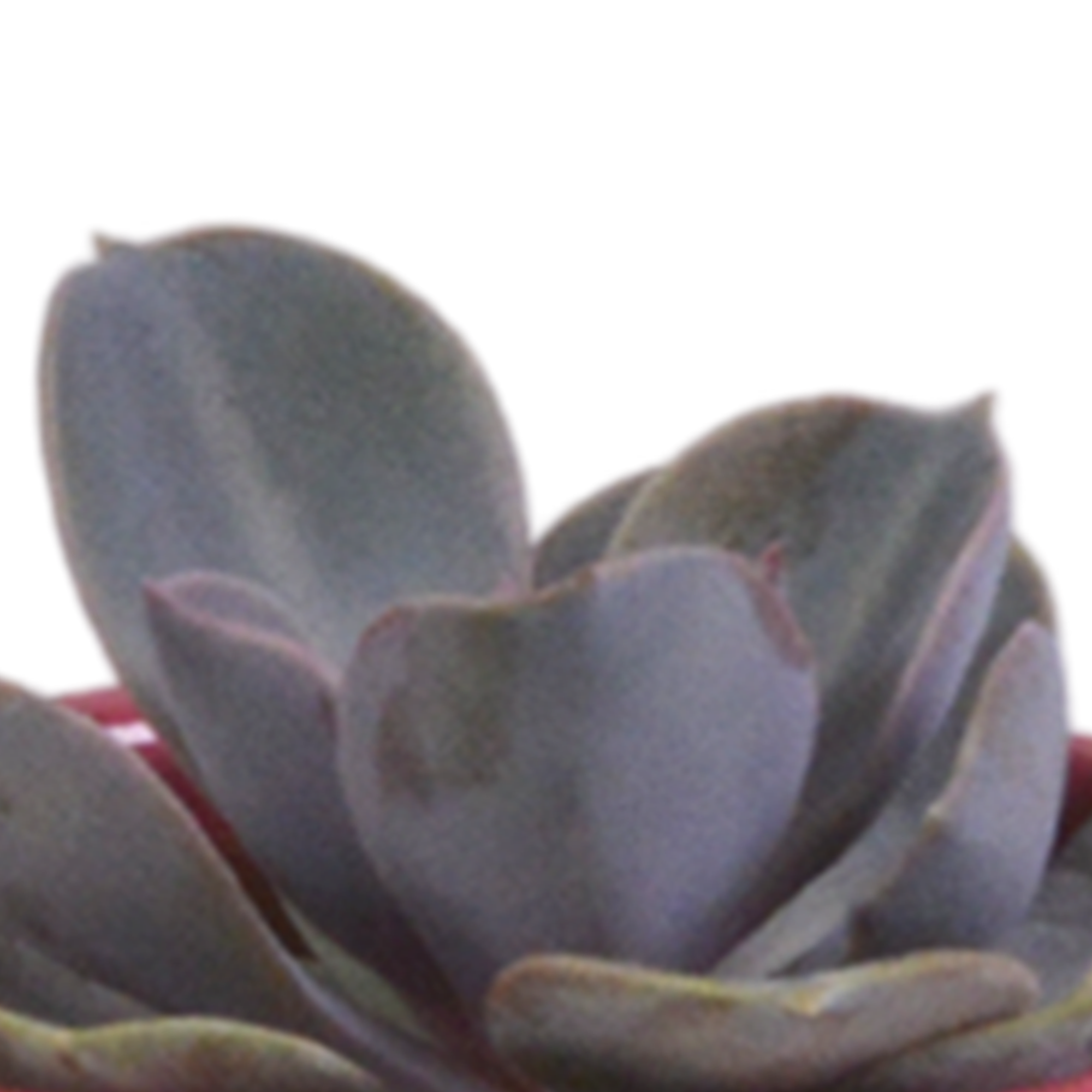 Vetplanten mix 5.5 cm - 5x - in Mexicaanse pot