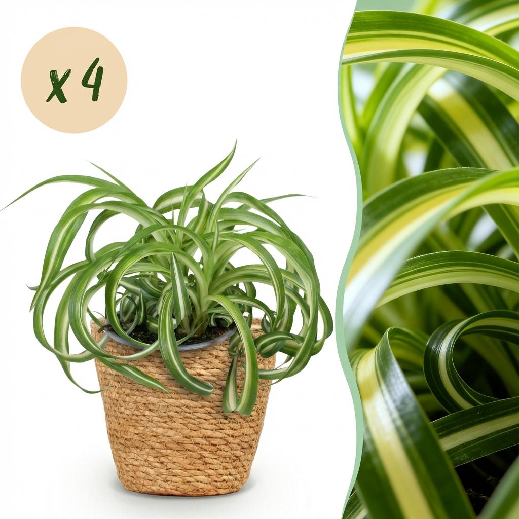 Kamerplant - Chlorophytum comosum Bonnie - Krullende Graslelie - Huisdiervriendelijke Plant - Groen - 4 Planten - met Mand - Pot 12cm - Hoogte 20cm