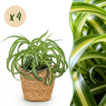 Kamerplant - Chlorophytum comosum Bonnie - Krullende Graslelie - Huisdiervriendelijke Plant - Groen - 4 Planten - met Mand - Pot 12cm - Hoogte 20cm