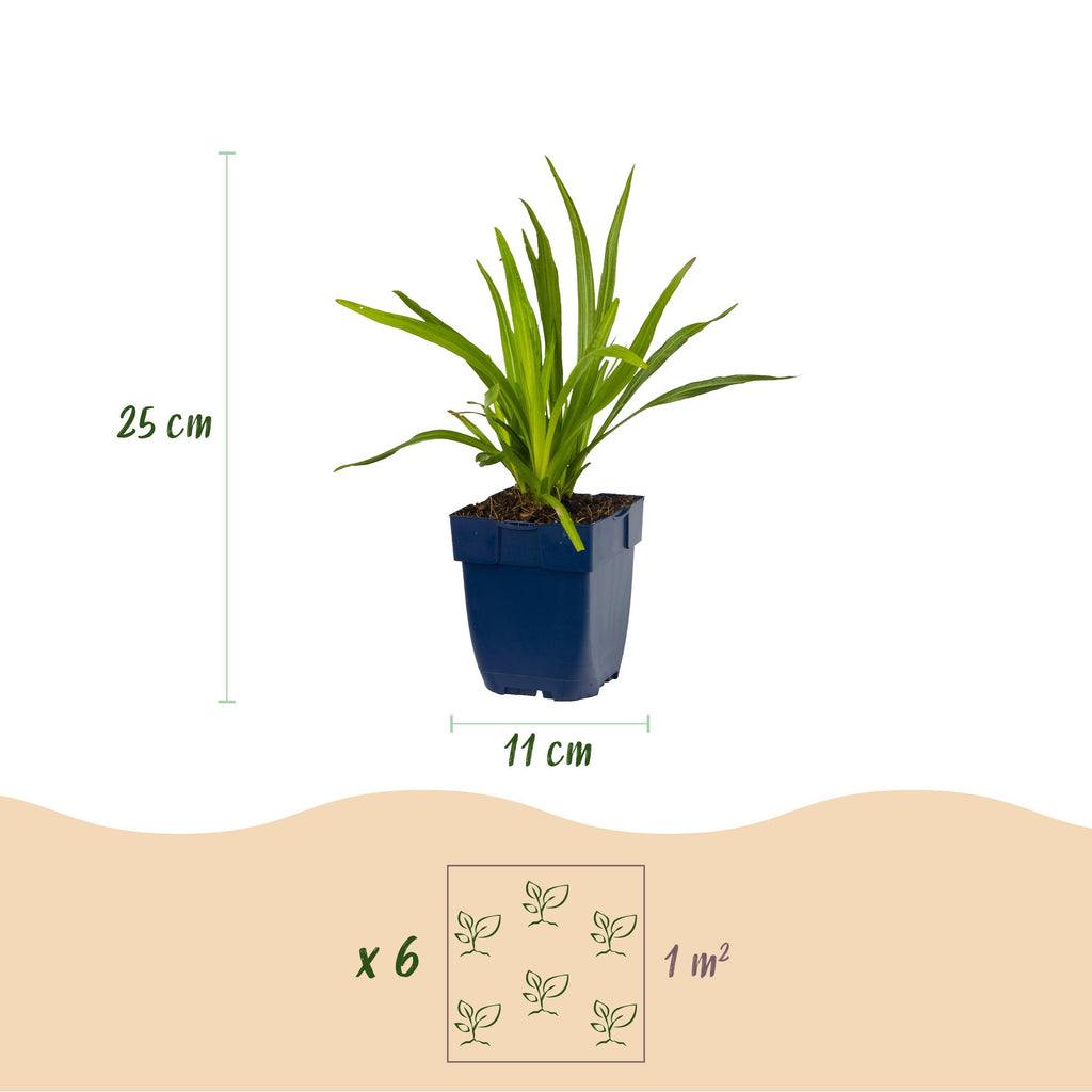 Vasteplant - Liatris Duo - Lampenpoetserplant - Bijen- en vlinderlokkers - Roze - Wit - 12 Planten - Pot 11cm - Hoogte 15-25cm