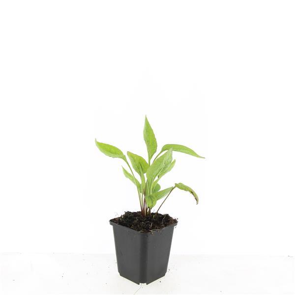 48x Echinacea p. 'White Swan' - ↕10-25cm - Ø9cm