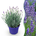 Tuinplant - Lavandula angustifolia Hidcote - Lavendel - Winterhard - Paars - 1 Plant - Pot 12cm - Hoogte 15-25cm
