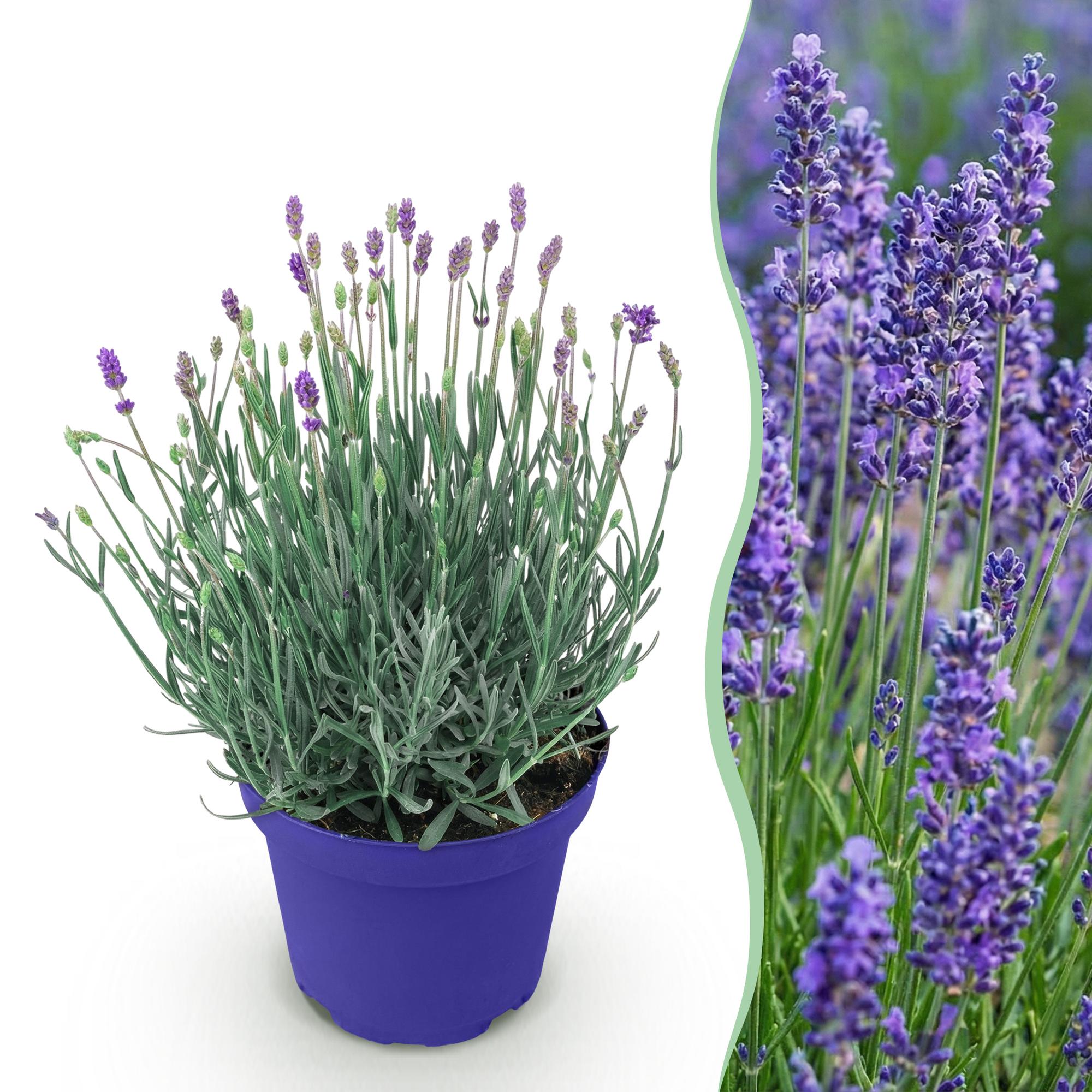 Tuinplant - Lavandula angustifolia Hidcote - Lavendel - Winterhard - Paars - 1 Plant - Pot 12cm - Hoogte 15-25cm