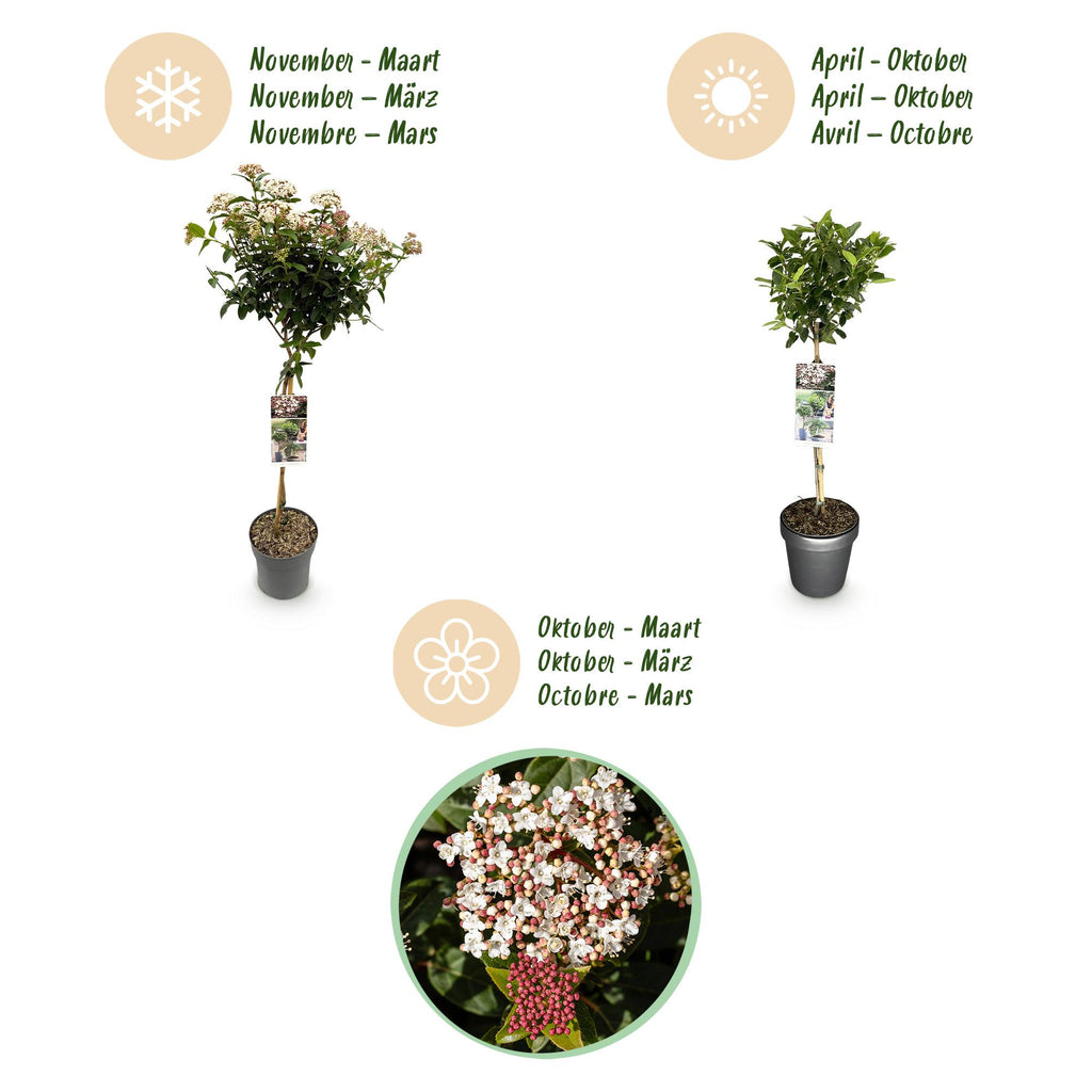 Plant op Stam - Viburnum tinus - Terras Plant - Bladhoudend - Winterhard - Wit-Roze Bloem - Pot 19cm Hoogte 90cm