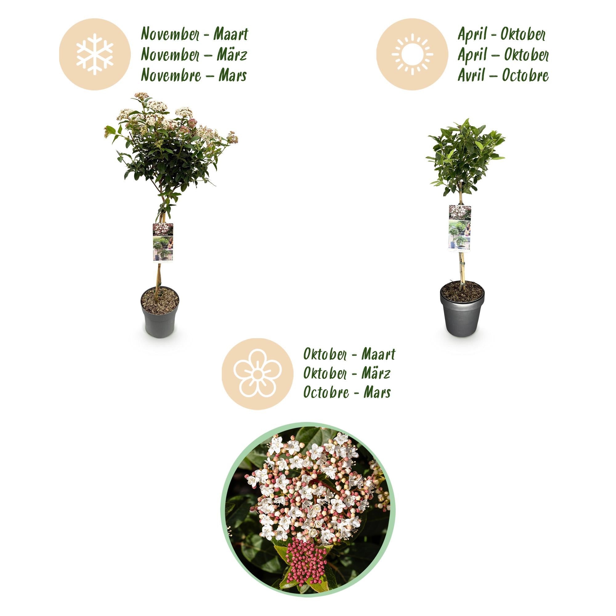 Plant op Stam - Viburnum tinus - Terras Plant - Bladhoudend - Winterhard - Wit-Roze Bloem - Pot 19cm Hoogte 90cm