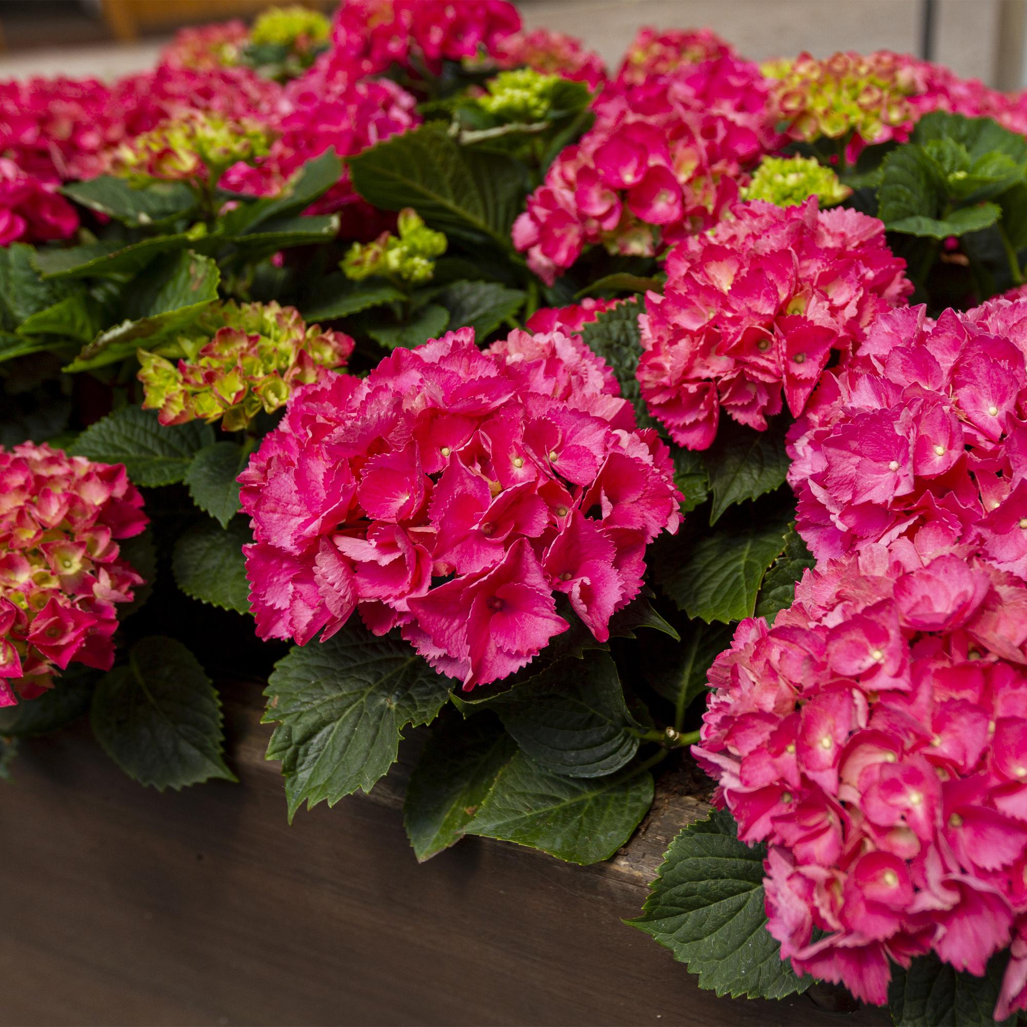 Hortensia - Hydrangea macrophylla Rood - Bloem Rood - 3 Planten - 1 m2 - Bladverliezend - Weinig Onderhoud - Pot 17cm Hoogte 30cm