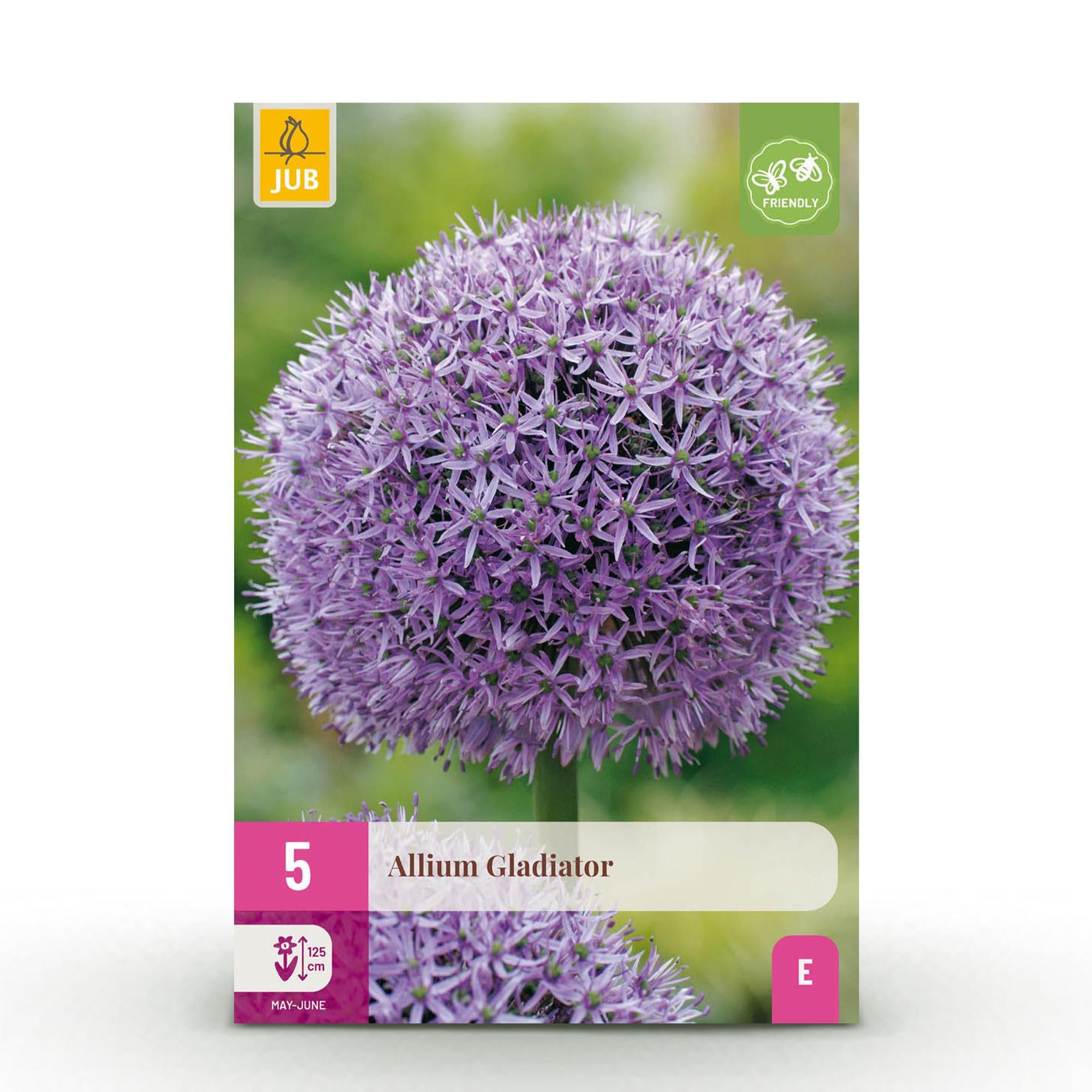 Bloembollen - Allium Gladiator - Kleur Paars - 5 stuks - Bolmaat 16/18 - XXL Pack
