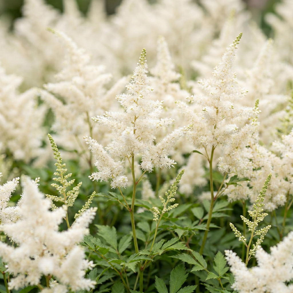 Vasteplant - Astilbe (J) Deutschland - Pluimspirea - Schaduw - Wit - 12 Planten - Pot 11cm - Hoogte 15-25cm