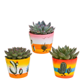 Echeveria mix 8.5 cm - 3x - in Mexicaanse pot