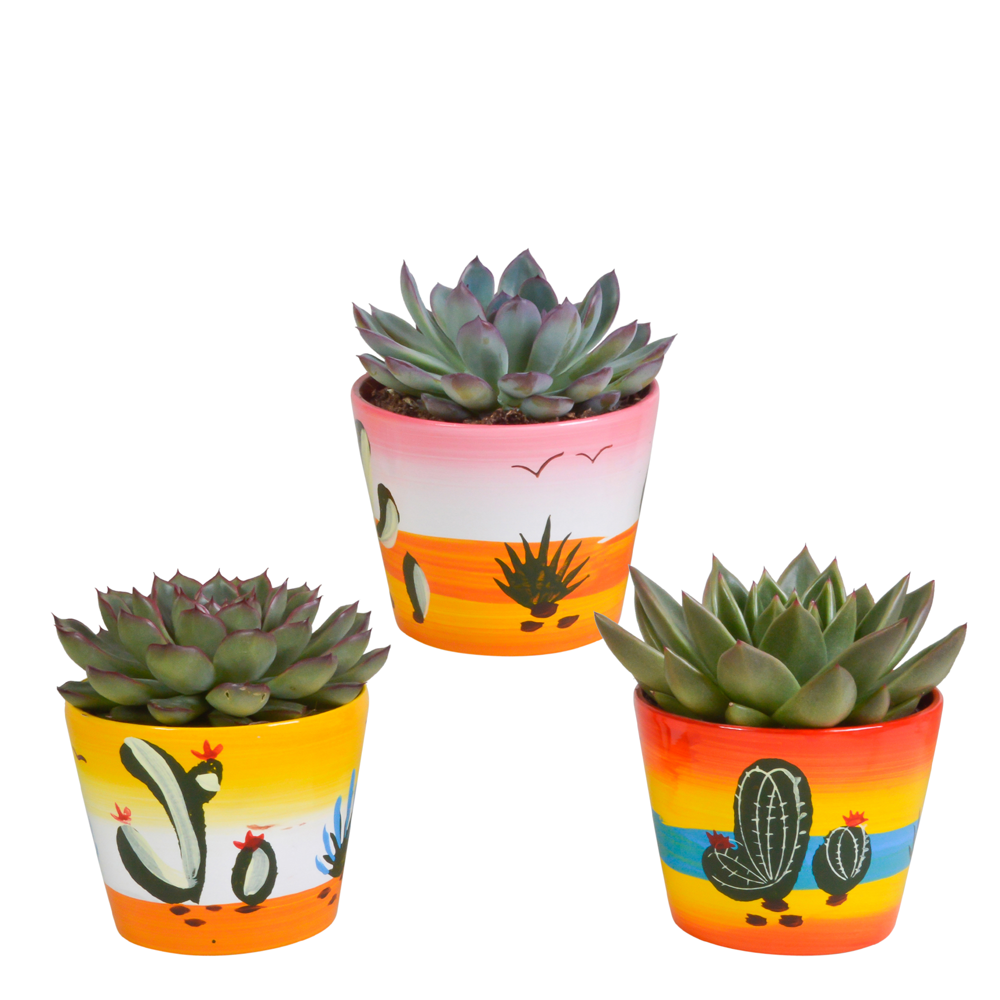 Echeveria mix 8.5 cm - 3x - in Mexicaanse pot