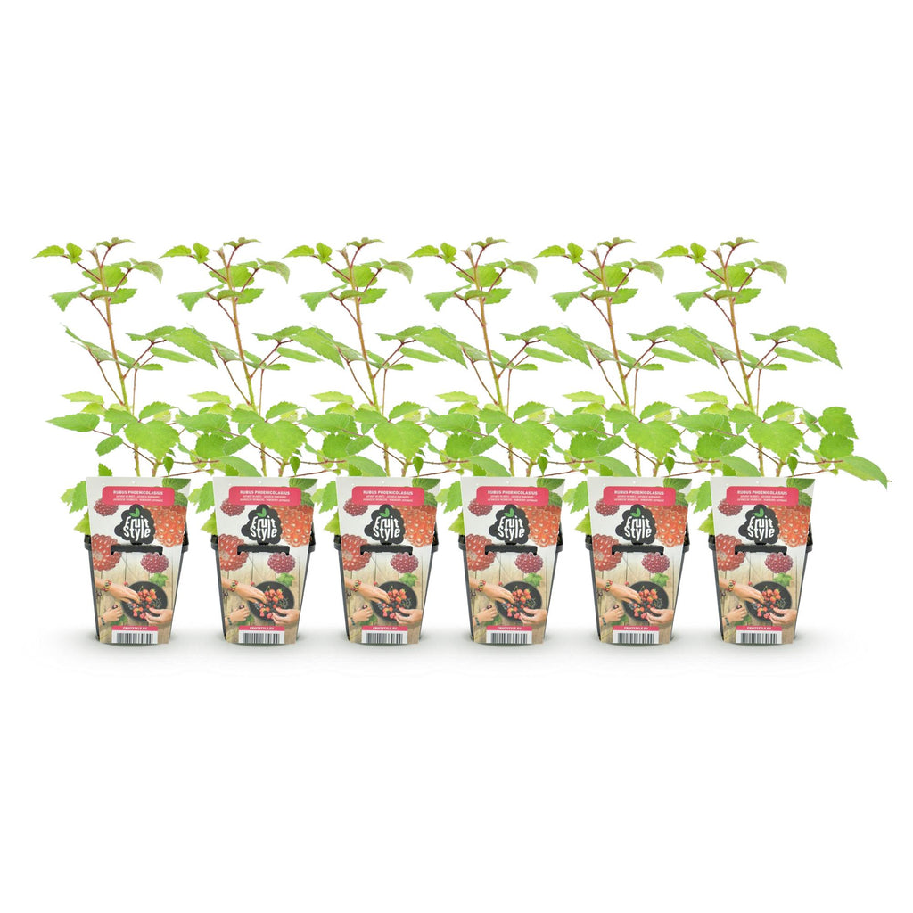 Fruitplanten - Japanse Wijnbes - Rubus Phoenicolasius - Winterhard - 6 Planten - Pot 9 cm - Rode Bes