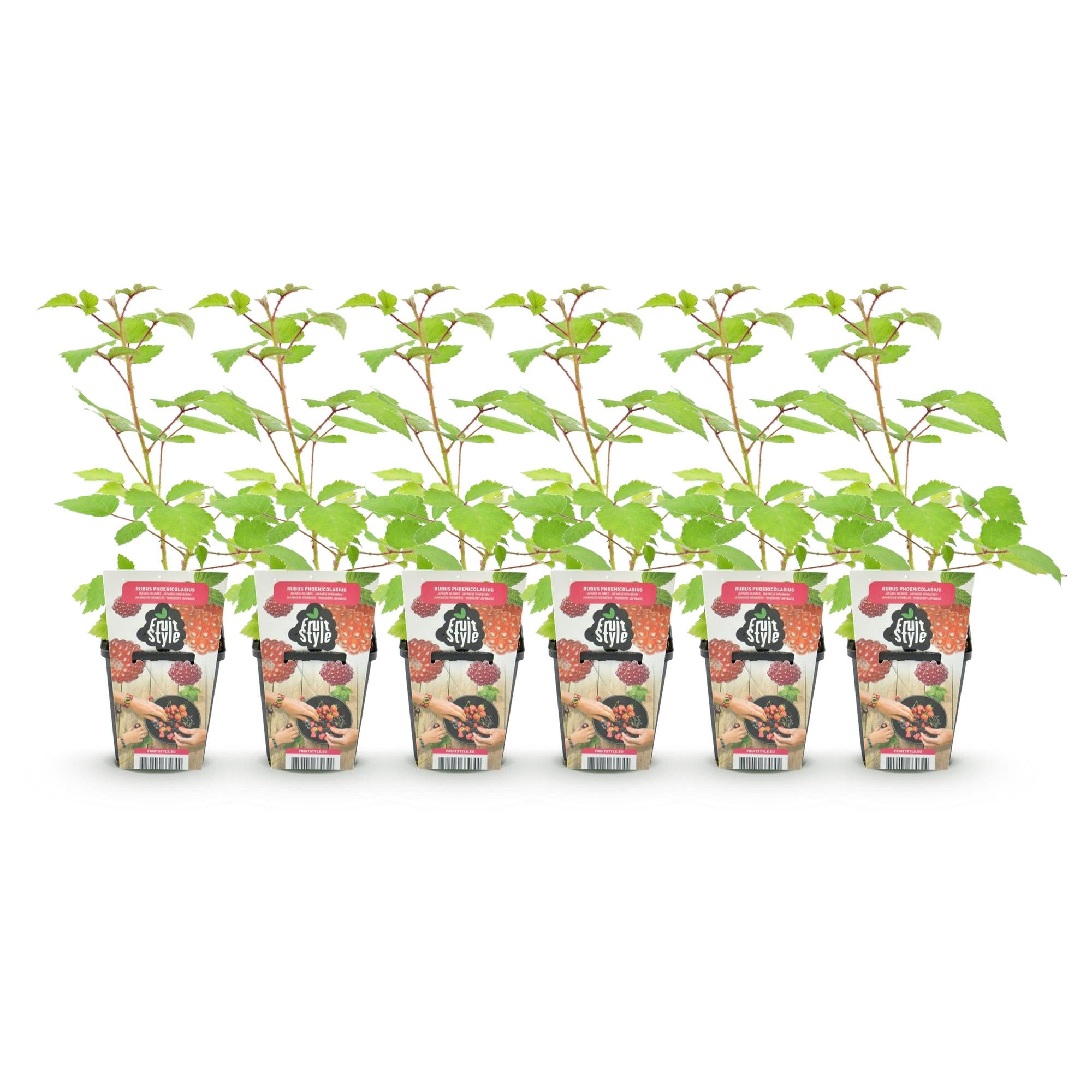 Fruitplanten - Japanse Wijnbes - Rubus Phoenicolasius - Winterhard - 6 Planten - Pot 9 cm - Rode Bes