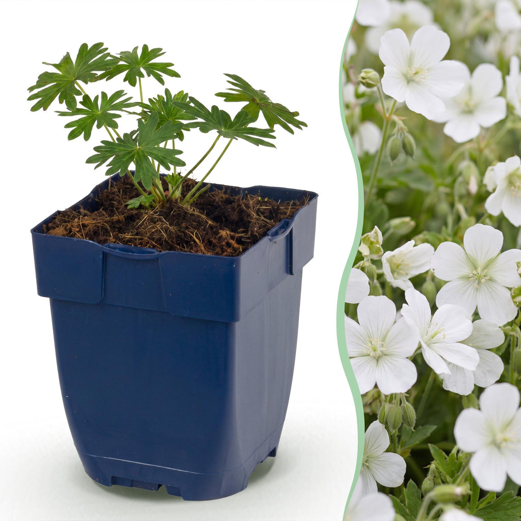 Vasteplant - Geranium sang. Album - Ooievaarsbek - Bodembedekkend - Wit - 24 Planten - Pot 11cm - Hoogte 15-25cm