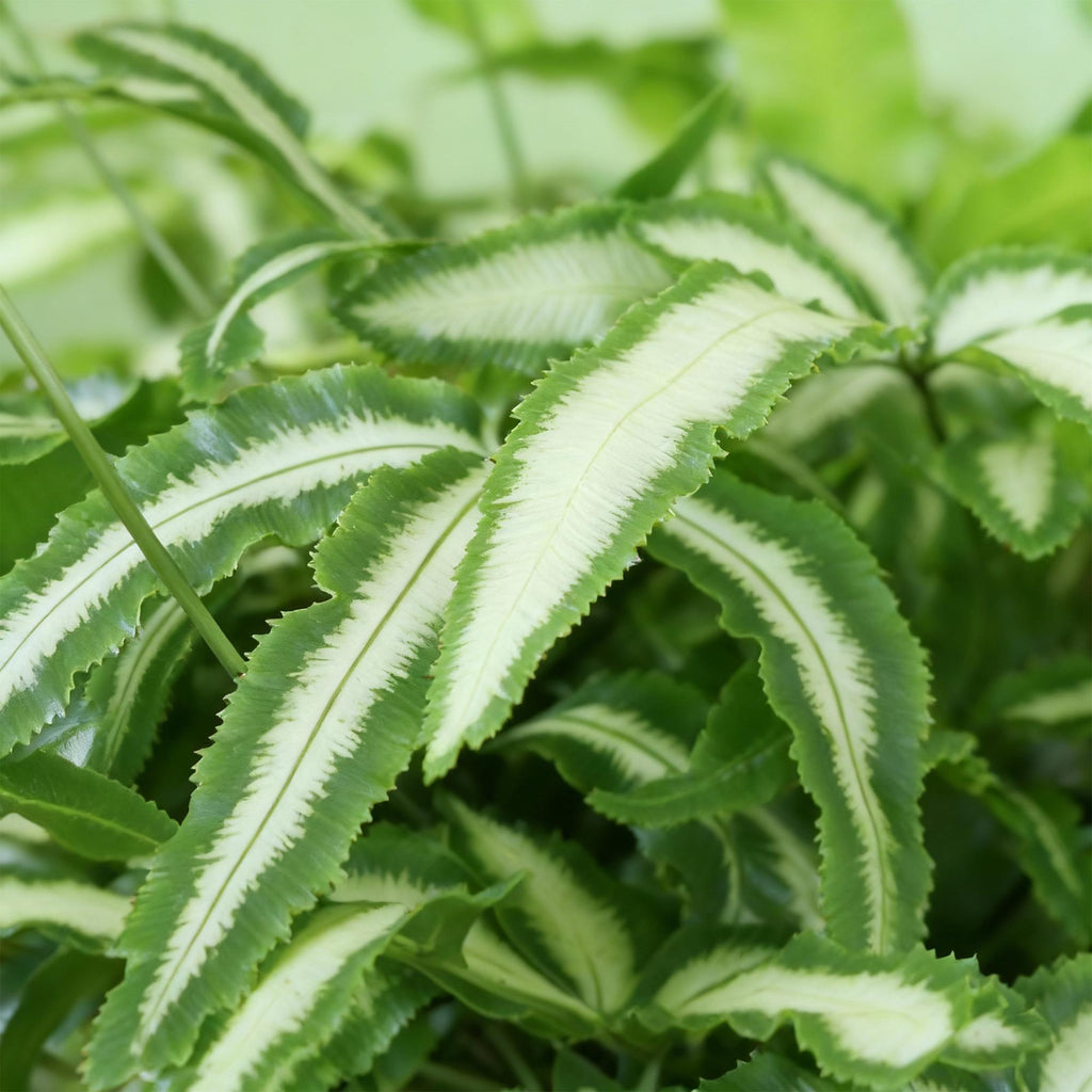Kamerplant - Pteris cretica Albolineata - Lintvaren - Huisdiervriendelijk - Bont - 4 Planten - Pot 12cm - Hoogte 28-30cm
