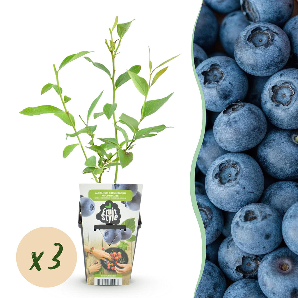 Fruitplanten - Blauwe Bes - Vaccinium corymbossum Goldtraube - Winterhard - 3 Planten - Pot 9 cm - Blauwe Bes