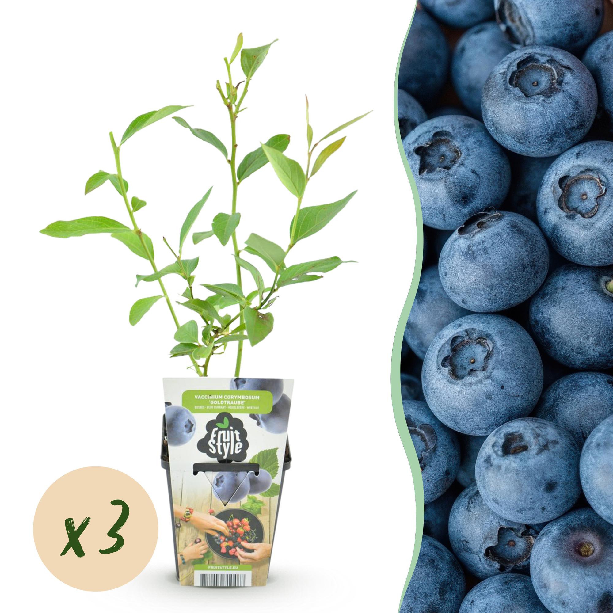Fruitplanten - Blauwe Bes - Vaccinium corymbossum Goldtraube - Winterhard - 3 Planten - Pot 9 cm - Blauwe Bes