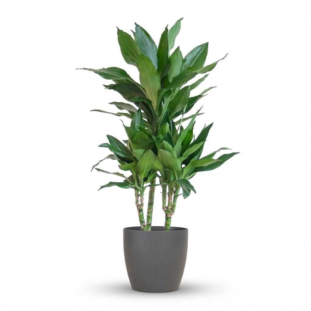 Dracaena  Janet Lindt met Potter grijs - 95cm - Ø21